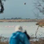 Observación de aves en el P.N. El Fondo