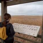 Torre de observación de aves en El Hondo