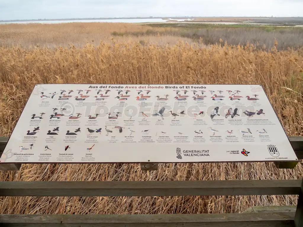 Guía para la observación de aves en El Fondo