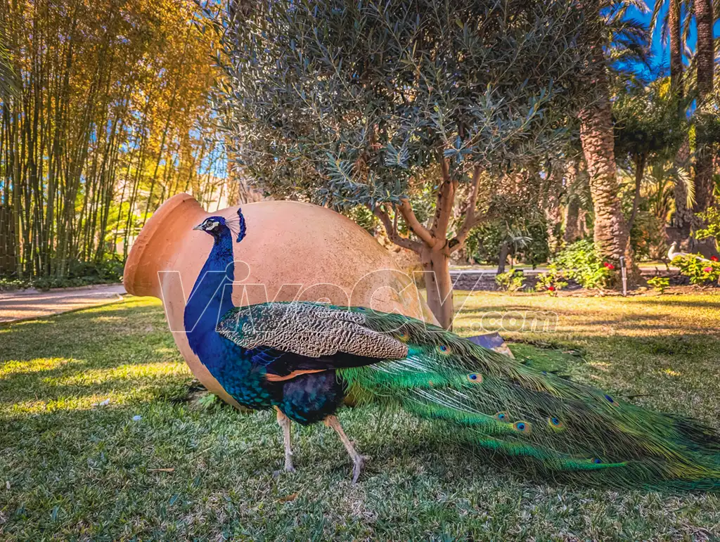 Pavo real Huerto del Cura
